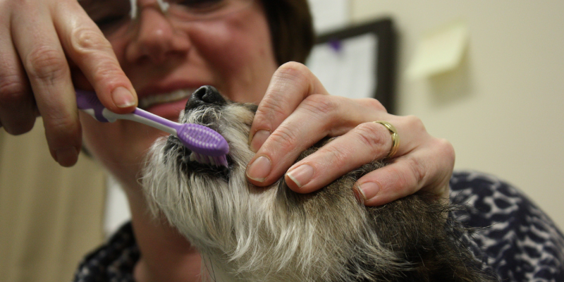 dog, toothbrush, Pet Dental Health Month, veterinary dentistry, at-home dental care, brushing pet's teeth, board-certified veterinary dentist, veterinary dental care, at-home dental care for pets, brushing pets teeth at home, pet owners, pet parents, Animal Emergency & Referral Center of Minnesota, AERC Dentistry & Oral Surgery Service, Twin Cities veterinary dentist, Minnesota veterinary dentist