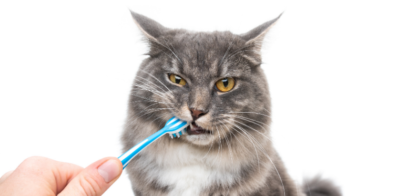 cat, toothbrush, brushing cat's teeth, Pet Dental Health Month, veterinary dentistry, at-home dental care, brushing pet's teeth, board-certified veterinary dentist, veterinary dental care, at-home dental care for pets, brushing pets teeth at home, pet owners, pet parents, Animal Emergency & Referral Center of Minnesota, AERC Dentistry & Oral Surgery Service, Twin Cities veterinary dentist, Minnesota veterinary dentist