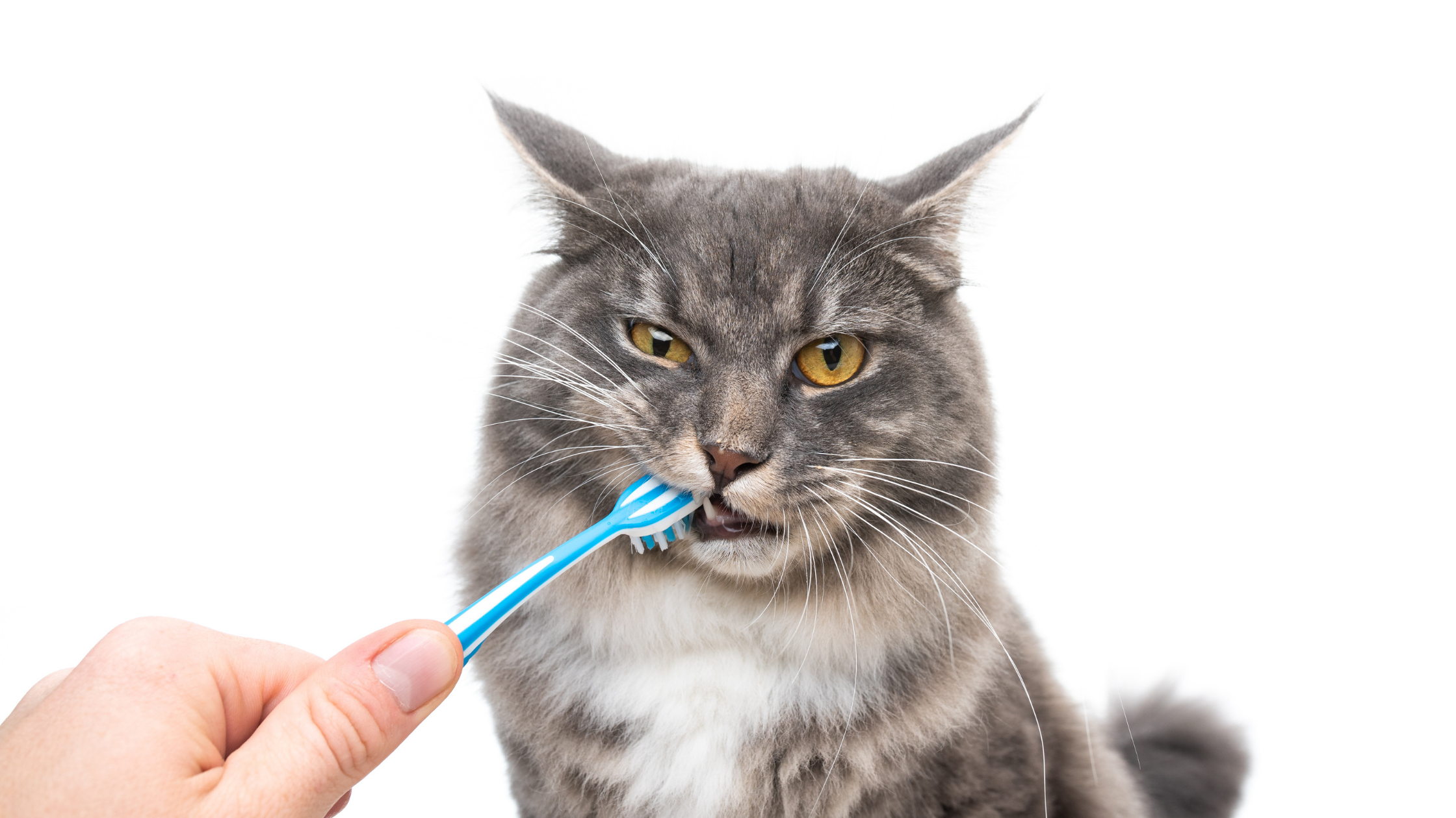 Home Dental Care for Your Cat and Dog | Part II: Steps Involved in Brushing & Dental Care Products
