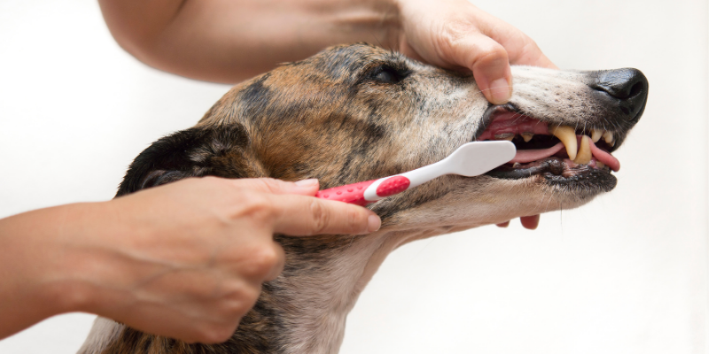 dog, toothbrush, Pet Dental Health Month, veterinary dentistry, at-home dental care, brushing pet's teeth, board-certified veterinary dentist, veterinary dental care, at-home dental care for pets, brushing pets teeth at home, pet owners, pet parents, Animal Emergency & Referral Center of Minnesota, AERC Dentistry & Oral Surgery Service, Twin Cities veterinary dentist, Minnesota veterinary dentist, advanced dental tips