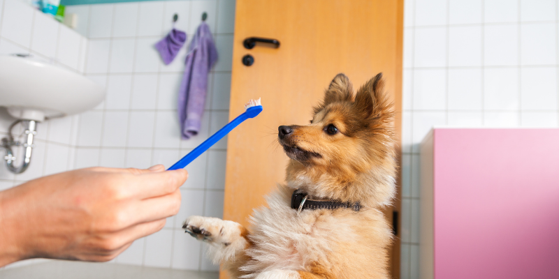 dog, toothbrush, Pet Dental Health Month, veterinary dentistry, at-home dental care, brushing pet's teeth, board-certified veterinary dentist, veterinary dental care, at-home dental care for pets, brushing pets teeth at home, pet owners, pet parents, Animal Emergency & Referral Center of Minnesota, AERC Dentistry & Oral Surgery Service, Twin Cities veterinary dentist, Minnesota veterinary dentist, advanced dental tips