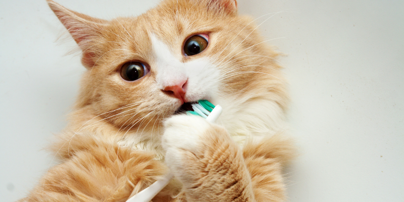 cat, toothbrush, Pet Dental Health Month, veterinary dentistry, at-home dental care, brushing pet's teeth, board-certified veterinary dentist, veterinary dental care, at-home dental care for pets, brushing pets teeth at home, pet owners, pet parents, Animal Emergency & Referral Center of Minnesota, AERC Dentistry & Oral Surgery Service, Twin Cities veterinary dentist, Minnesota veterinary dentist, advanced dental tips