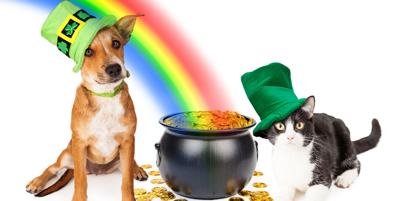 cat, dog, rainbow, pot of gold, St. Patrick's Day, St. Paddy's Day, St. Patrick's Day pet dangers, pet health, pet dangers, holiday pet dangers, emergency vet, Minnesota emergency vet, Twin Cities emergency vet, Animal Emergency & Referral Center of Minnesota