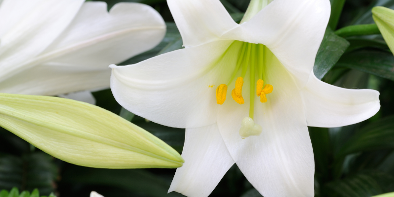Easter lilies, lilies, cat toxins, Easter pet dangers, Easter pet hazards, Easter pet toxins, Easter pet safety, pet owners, pet parents, holiday pet dangers, pet emergency, Animal Emergency & Referral Center of Minnesota, St. Paul emergency vet, Oakdale emergency vet, emergency veterinarian, Twin Cities emergency vet, Minnesota emergency vet