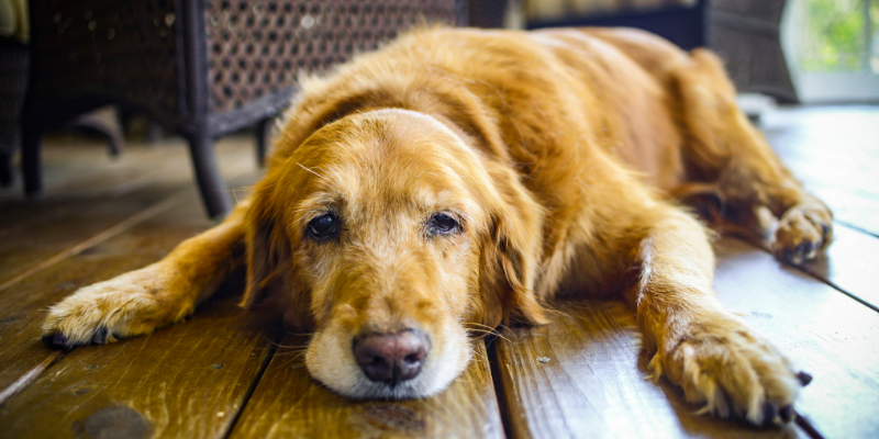 dog, senior dog, lying down, ill dog, pet euthanasia, when to say goodbye, euthanasia process for pets, pet parents, pet owners, pet health, pet quality of life, veterinary final care, Animal Emergency & Referral Center of Minnesota