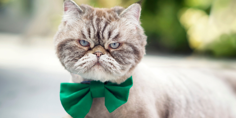 cat, green bow tie, St. Patrick's Day, St. Paddy's Day, St. Patrick's Day pet dangers, pet health, pet dangers, holiday pet dangers, emergency vet, Minnesota emergency vet, Twin Cities emergency vet, Animal Emergency & Referral Center of Minnesota