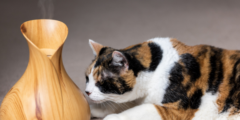 cat, diffuser, essential oils, pet toxins, pet safety, pet health, Pennyroyal oil, tea tree oil, essential oils and pets, emergency vet, Animal Emergency & Referral Center of Minnesota, Twin Cities emergency vet, Minnesota emergency vet