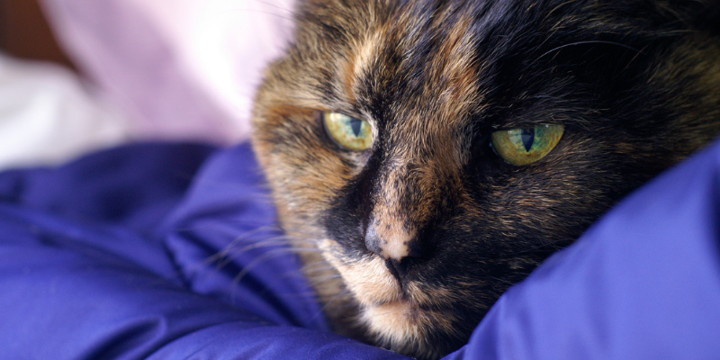 cat, senior cat, sick cat, pet euthanasia, when to say goodbye, euthanasia process for pets, pet parents, pet owners, pet health, pet quality of life, veterinary final care, Animal Emergency & Referral Center of Minnesota