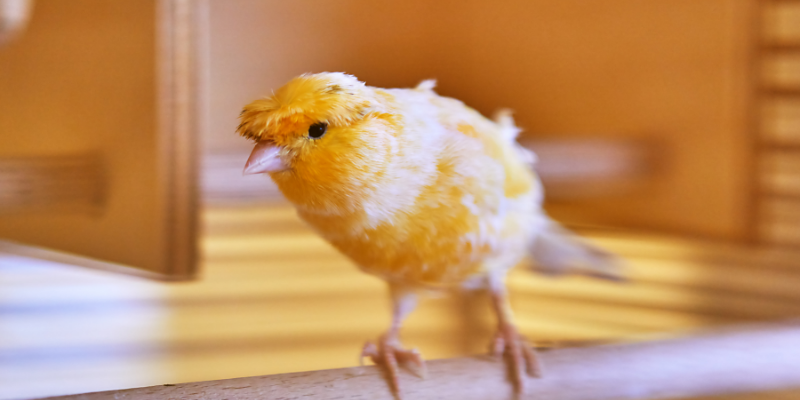 bird, senior bird, sick bird, pet euthanasia, when to say goodbye, euthanasia process for pets, pet parents, pet owners, pet health, pet quality of life, veterinary final care, Animal Emergency & Referral Center of Minnesota