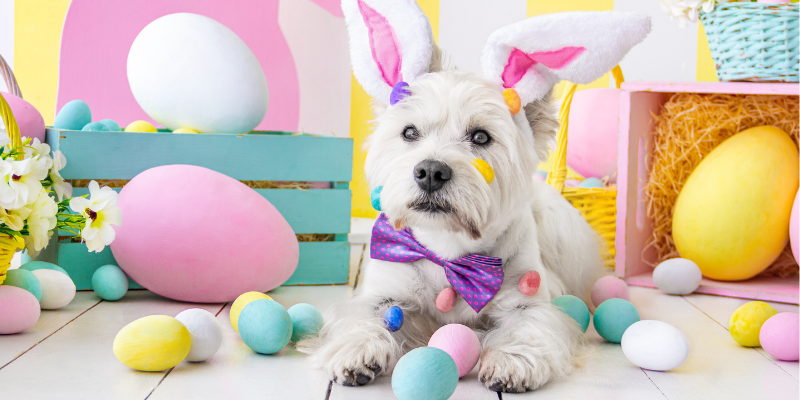 Easter dog, bunny ears, Easter eggs, pastel eggs, Easter pet dangers, Easter pet hazards, Easter pet toxins, Easter pet safety, pet owners, pet parents, holiday pet dangers, pet emergency, Animal Emergency & Referral Center of Minnesota, St. Paul emergency vet, Oakdale emergency vet, emergency veterinarian, Twin Cities emergency vet, Minnesota emergency vet