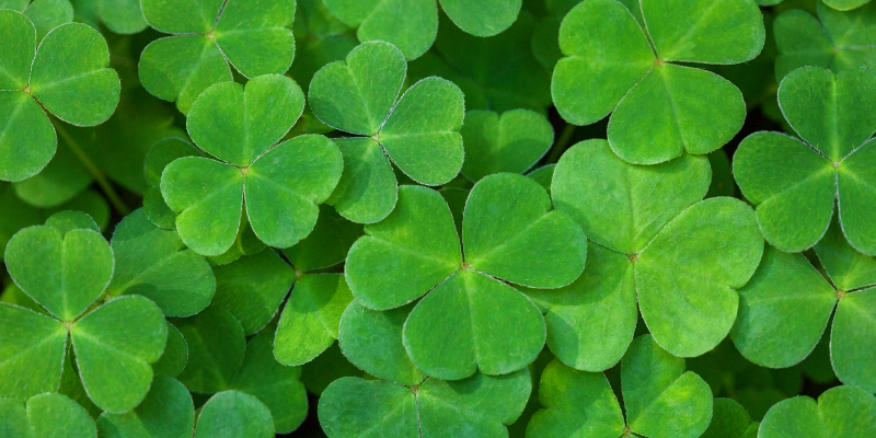 shamrocks, shamrock toxicity, St. Patrick's Day, St. Paddy's Day, St. Patrick's Day pet dangers, pet health, pet dangers, holiday pet dangers, emergency vet, Minnesota emergency vet, Twin Cities emergency vet, Animal Emergency & Referral Center of Minnesota