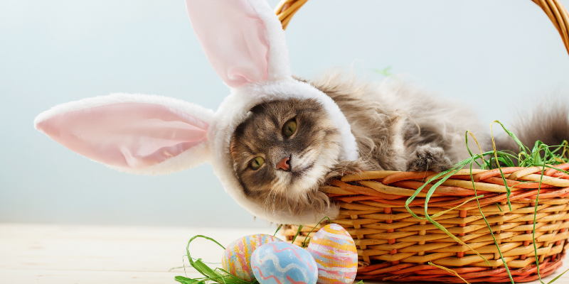 cat, Easter basket, Easter eggs, bunny ears, Easter pet dangers, Easter pet hazards, Easter pet toxins, Easter pet safety, pet owners, pet parents, holiday pet dangers, pet emergency, Animal Emergency & Referral Center of Minnesota, St. Paul emergency vet, Oakdale emergency vet, emergency veterinarian, Twin Cities emergency vet, Minnesota emergency vet
