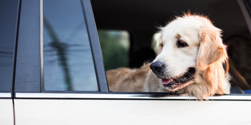 dog, senior dog, car, pet euthanasia, when to say goodbye, euthanasia process for pets, pet parents, pet owners, pet health, pet quality of life, veterinary final care, Animal Emergency & Referral Center of Minnesota