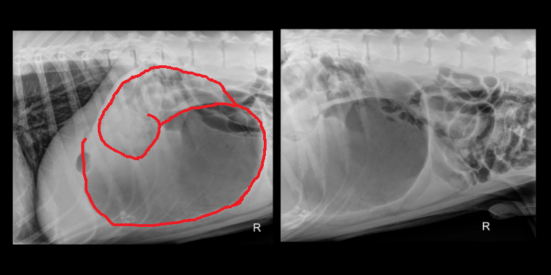 dog, Great Dane, x-rays, Popeye's Arm, Double Bubble, GDV, Gastric Dilatation and Volvulus, flipped stomach, twisted stomach, Fur-Tunately: Stories of Animal Survival, animal emergency, dog emergency, Animal Emergency & Referral Center of Minnesota, Twin Cities emergency vet, St. Paul emergency vet