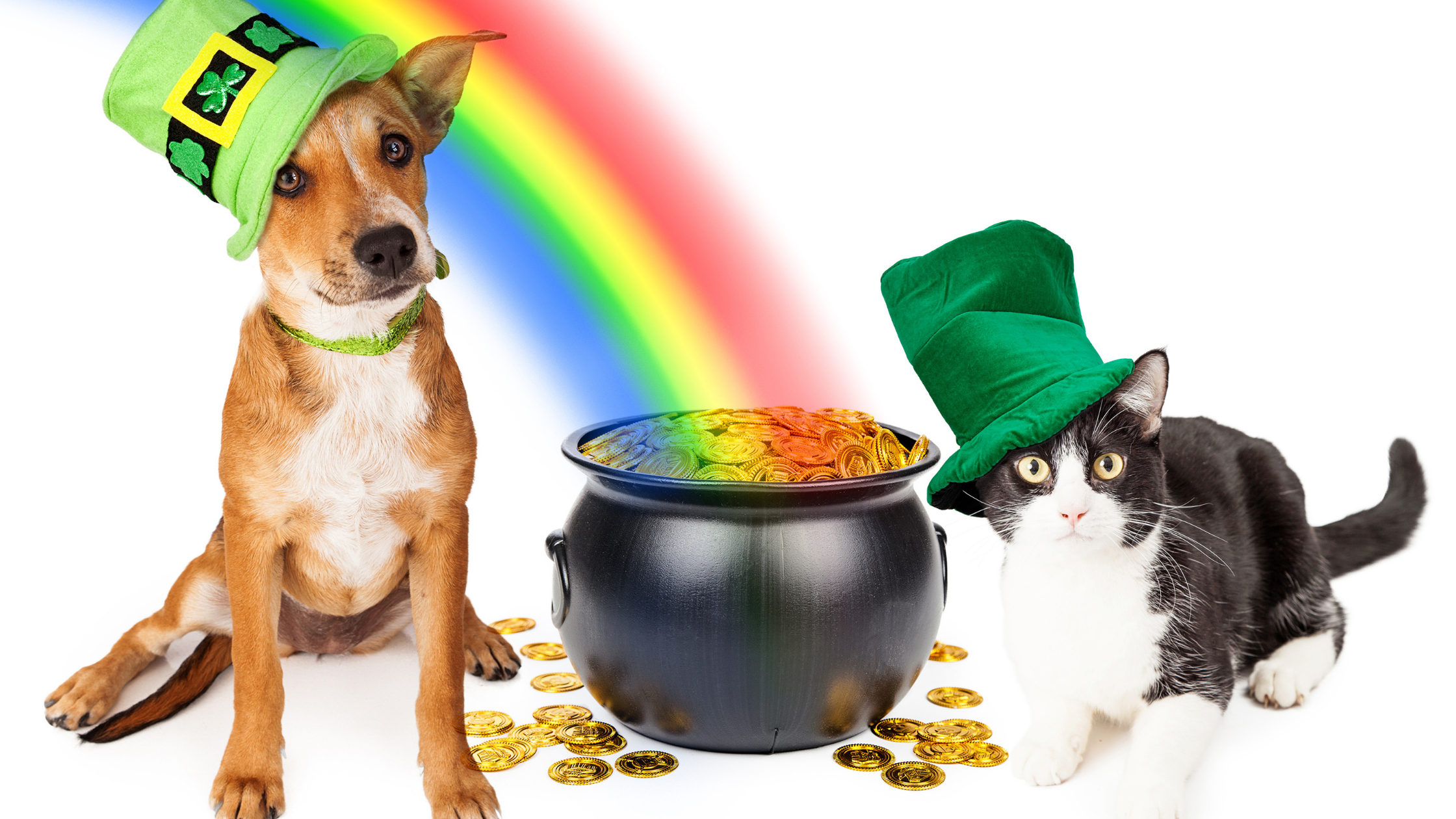 Seven St. Patrick’s Day Pet Dangers