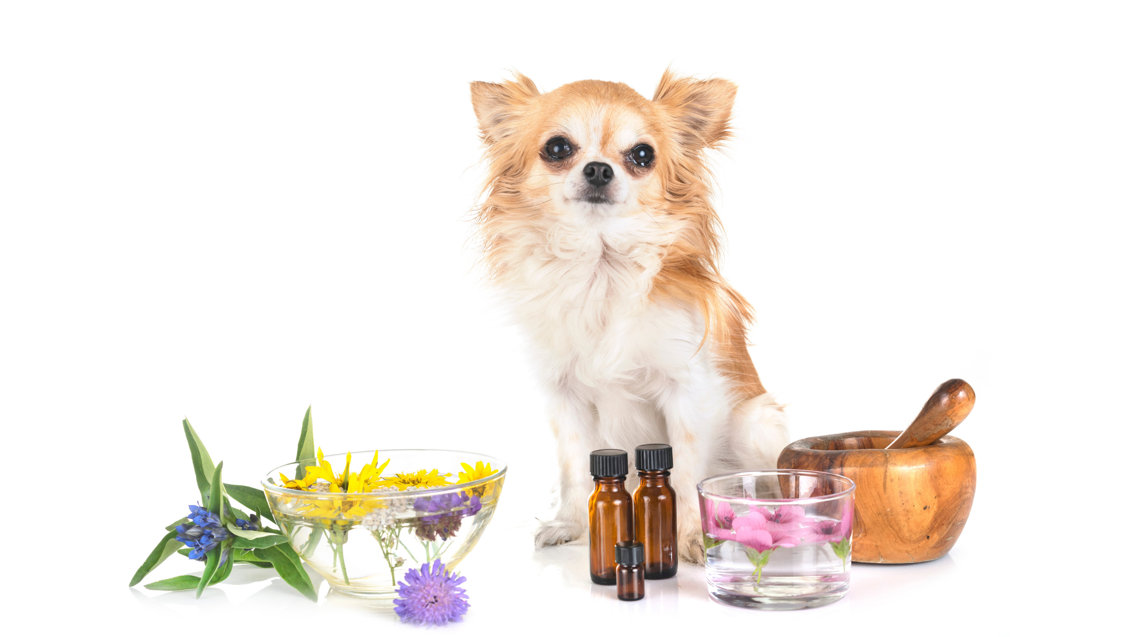 Are Essential Oils Safe for Pets?