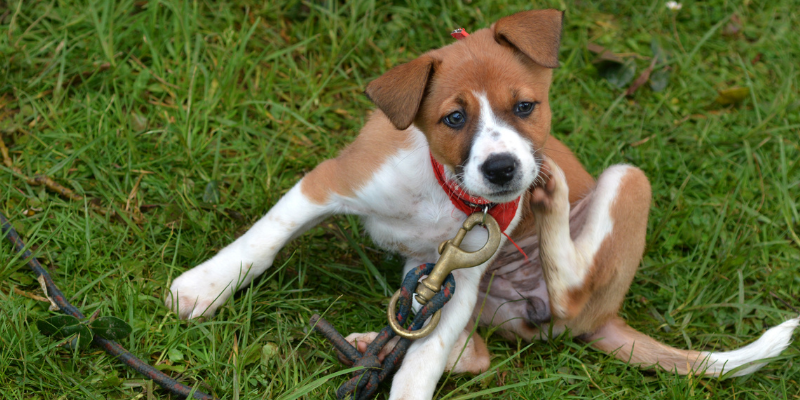 dog, fleas, essential oils, pet toxins, pet safety, pet health, Pennyroyal oil, tea tree oil, essential oils and pets, emergency vet, Animal Emergency & Referral Center of Minnesota, Twin Cities emergency vet, Minnesota emergency vet