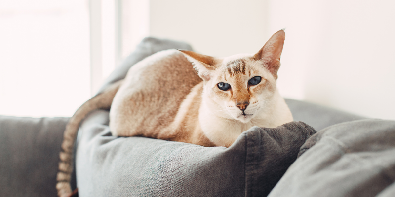 cat, sitting on couch, household pet toxins, household pet dangers, household pet hazards, common pet toxins, common pet hazards, Animal Emergency & Referral Center of Minnesota, Twin Cities emergency vet, Saint Paul emergency vet, Oakdale emergency vet, Minnesota emergency vet, pet owners, pet parents