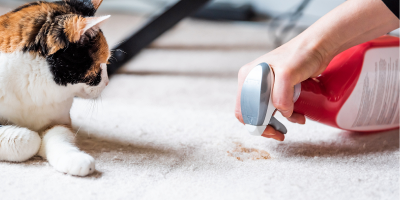 cat, vomit, cleaning, spray bottle, pet emergency, pet emergency signs, pet emergency symptoms, pet medical emergency, less-obvious pet emergency signs, animal emergency hospital, Animal Emergency & Referral Center of Minnesota, Twin Cities emergency vet, Saint Paul emergency vet, oakdale emergency vet, pet health, pet emergency, pet owners