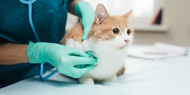 cat, veterinary exam, detect cancer early, detect pet cancer early, pet health, pets, cancer in pets, pet cancer, veterinary oncology, pet oncology, Animal Emergency & Referral Center of Minnesota, AERC Oncology
