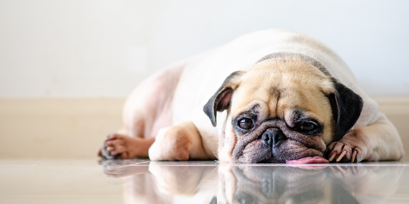 dog, lying down, ill dog, not feeling well, pet emergency, pet emergency signs, pet emergency symptoms, pet medical emergency, less-obvious pet emergency signs, animal emergency hospital, Animal Emergency & Referral Center of Minnesota, Twin Cities emergency vet, Saint Paul emergency vet, oakdale emergency vet, pet health, pet emergency, pet owners