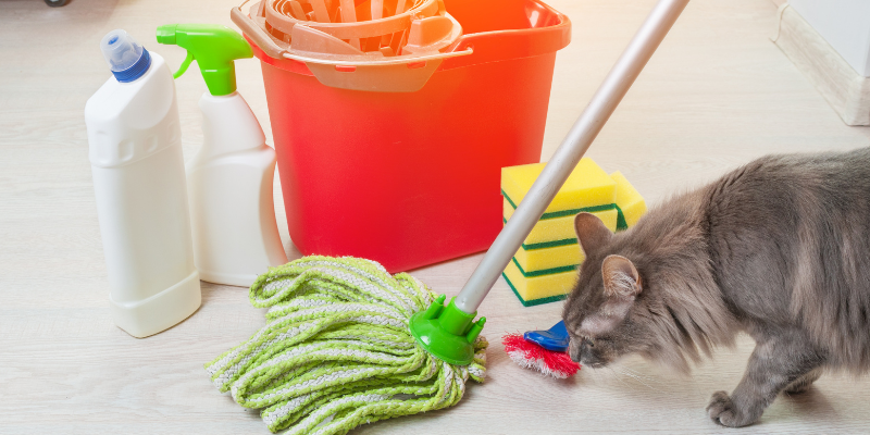 cat, mop, cleaning, household pet toxins, household pet dangers, household pet hazards, common pet toxins, common pet hazards, Animal Emergency & Referral Center of Minnesota, Twin Cities emergency vet, Saint Paul emergency vet, Oakdale emergency vet, Minnesota emergency vet, pet owners, pet parents