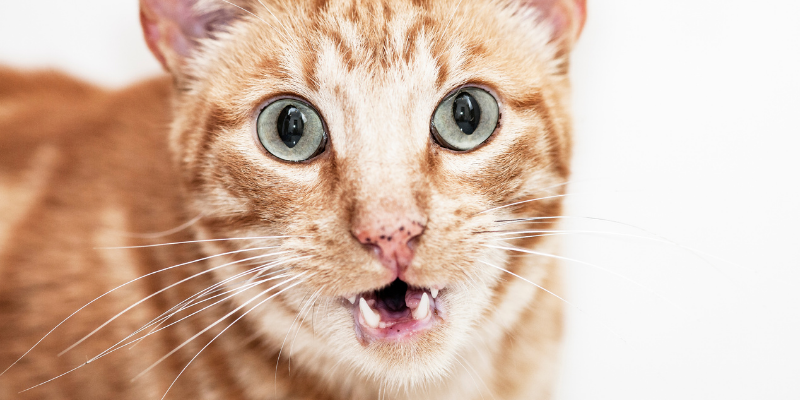 cat, open-mouth breathing, pet emergency, pet emergency signs, pet emergency symptoms, pet medical emergency, less-obvious pet emergency signs, animal emergency hospital, Animal Emergency & Referral Center of Minnesota, Twin Cities emergency vet, Saint Paul emergency vet, oakdale emergency vet, pet health, pet emergency, pet owners