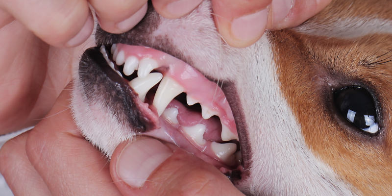 dog, gums, pink gums, dog mouth, pet emergency, pet emergency signs, pet emergency symptoms, pet medical emergency, less-obvious pet emergency signs, animal emergency hospital, Animal Emergency & Referral Center of Minnesota, Twin Cities emergency vet, Saint Paul emergency vet, oakdale emergency vet, pet health, pet emergency, pet owners