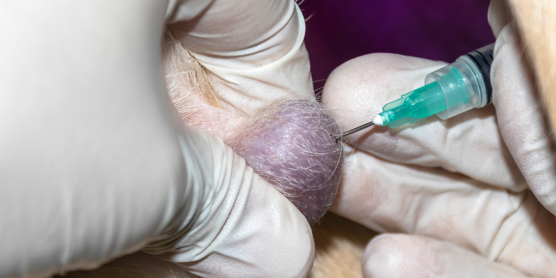 lump, mass, fine needle aspirate, detect cancer early, detect pet cancer early, pet health, pets, cancer in pets, pet cancer, veterinary oncology, pet oncology, Animal Emergency & Referral Center of Minnesota, AERC Oncology