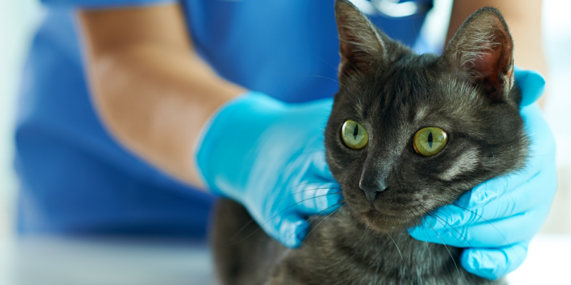 black cat, veterinary exam, pet emergency, pet emergency signs, pet emergency symptoms, pet medical emergency, less-obvious pet emergency signs, animal emergency hospital, Animal Emergency & Referral Center of Minnesota, Twin Cities emergency vet, Saint Paul emergency vet, oakdale emergency vet, pet health, pet emergency, pet owners