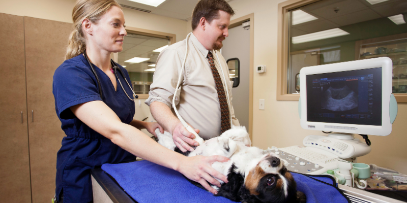 ultrasound, dog, veterinarian, detect cancer early, detect pet cancer early, pet health, pets, cancer in pets, pet cancer, veterinary oncology, pet oncology, Animal Emergency & Referral Center of Minnesota, AERC Oncology