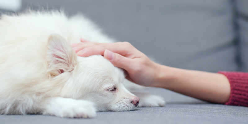 sick dog, lying on couch, owner petting head, pet emergency, pet emergency signs, pet emergency symptoms, pet medical emergency, less-obvious pet emergency signs, animal emergency hospital, Animal Emergency & Referral Center of Minnesota, Twin Cities emergency vet, Saint Paul emergency vet, oakdale emergency vet, pet health, pet emergency, pet owners