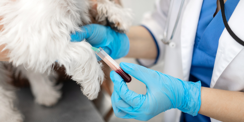 bloodwork, pet blooddraw, detect cancer early, detect pet cancer early, pet health, pets, cancer in pets, pet cancer, veterinary oncology, pet oncology, Animal Emergency & Referral Center of Minnesota, AERC Oncology