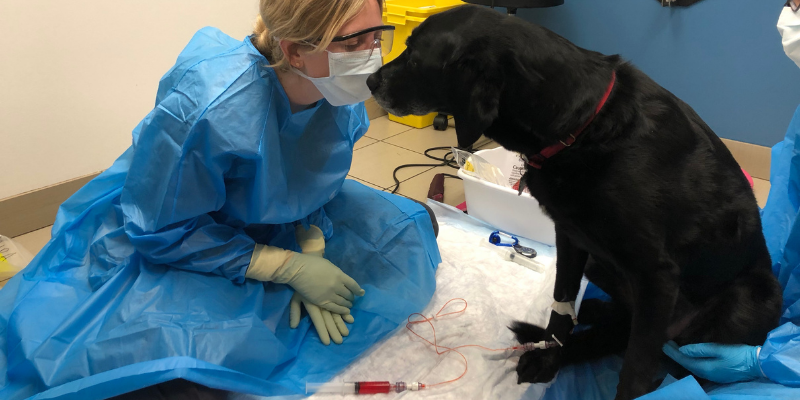 pet, dog, veterinary technician, chemotherapy, detect cancer early, detect pet cancer early, pet health, pets, cancer in pets, pet cancer, veterinary oncology, pet oncology, Animal Emergency & Referral Center of Minnesota, AERC Oncology