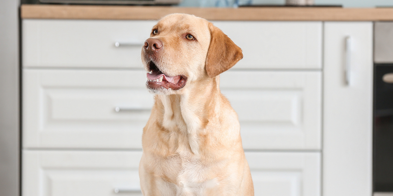 dog, kitchen, sitting, household pet toxins, household pet dangers, household pet hazards, common pet toxins, common pet hazards, Animal Emergency & Referral Center of Minnesota, Twin Cities emergency vet, Saint Paul emergency vet, Oakdale emergency vet, Minnesota emergency vet, pet owners, pet parents