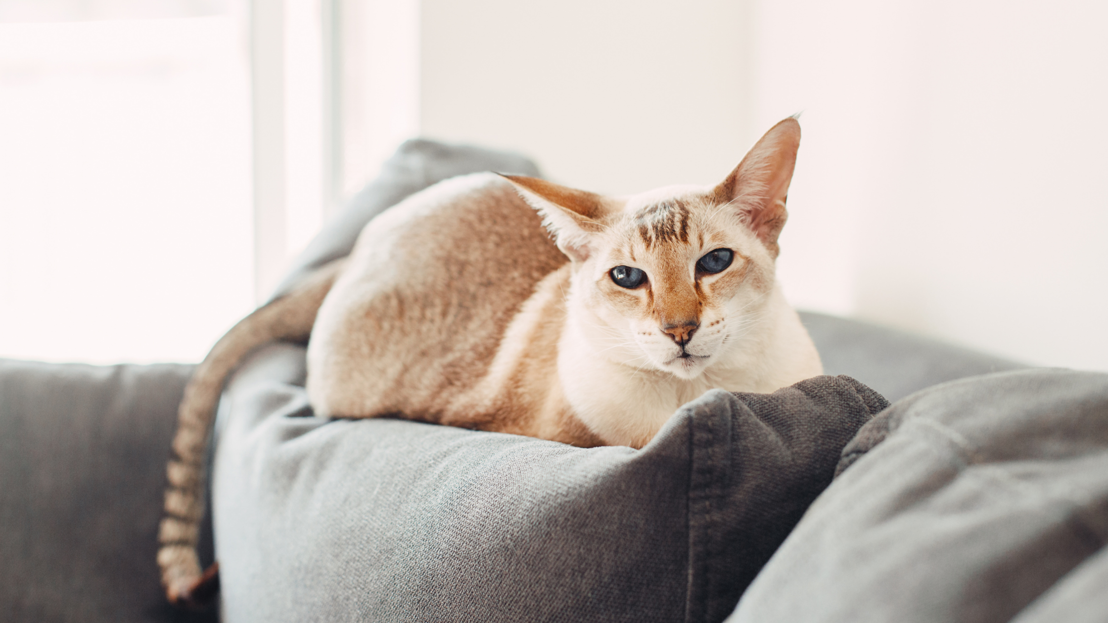 6 Common Household Items that are Hazardous to Pets