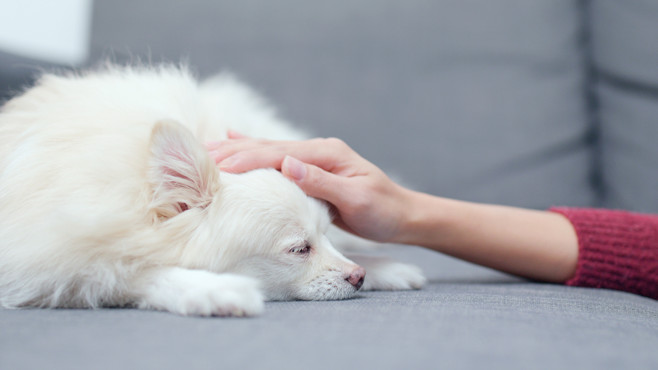 5 Seemingly-Less-Serious Signs to Recognize as a Pet Medical Emergency