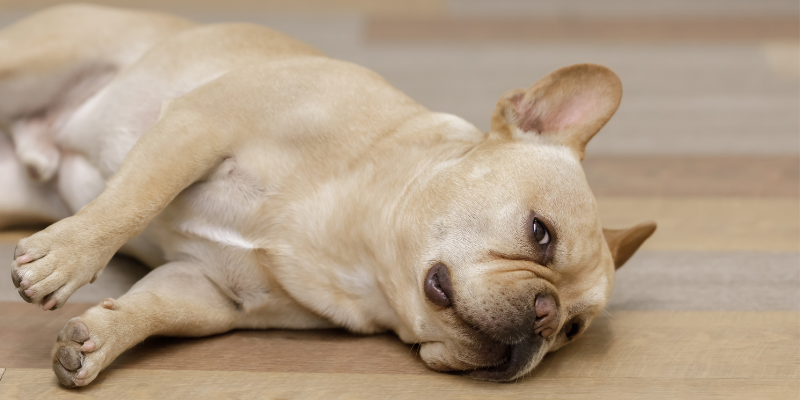 dog, lying down, ill dog, not feeling well, pet emergency, pet emergency signs, pet emergency symptoms, pet medical emergency, less-obvious pet emergency signs, animal emergency hospital, Animal Emergency & Referral Center of Minnesota, Twin Cities emergency vet, Saint Paul emergency vet, oakdale emergency vet, pet health, pet emergency, pet owners