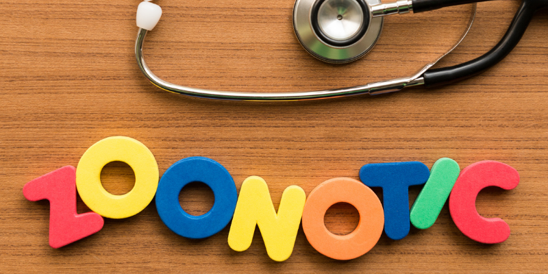 letters, stethoscope, Zoonotic Diseases, zoonotic diseases in cats and dogs, understanding zoonotic diseases, preventing zoonotic diseases, pet owners, pet health, Animal Emergency & Referral Center of Minnesota, emergency vet, Twin Cities emergency vet, Saint Paul animal emergency hospital, Twin Cities animal emergency hospital, Oakdale animal emergency hospital, east metro animal emergency hospital