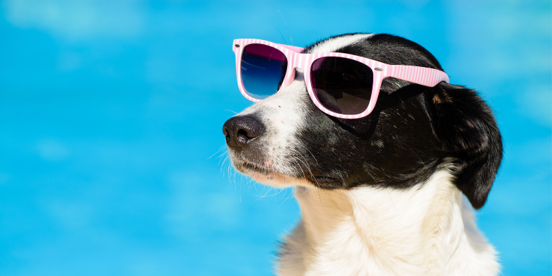 dog, sunglasses, summer pet safety, pet health, pet safety, summer pet safety tips, summer pets, summer pet dangers, summer pet hazards, Animal Emergency & Referral Center of Minnesota, Twin Cities veterinary, Twin Cities emergency animal hospital, Saint Paul emergency animal hospital, Oakdale emergency animal hospital