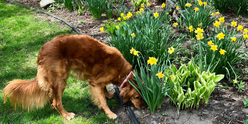 dog, flowers, garden, gardening safety for pet owners, gardening toxins for pets, pet toxins, pet toxins in the garden, pet hazards in the garden, garden safety for pets, Animal Emergency & Referral Center of Minnesota, Twin Cities emergency vet, Oakdale emergency vet, St. Paul emergency vet, spring pet toxins, spring pet hazards