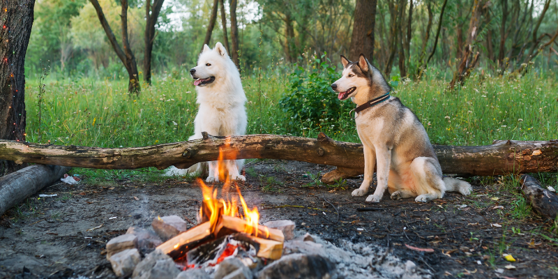dogs, bonfire, camping, summer pet safety, pet health, pet safety, summer pet safety tips, summer pets, summer pet dangers, summer pet hazards, Animal Emergency & Referral Center of Minnesota, Twin Cities veterinary, Twin Cities emergency animal hospital, Saint Paul emergency animal hospital, Oakdale emergency animal hospital