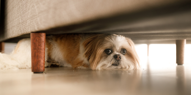 dog, hiding, summer pet safety, pet health, pet safety, summer pet safety tips, summer pets, summer pet dangers, summer pet hazards, Animal Emergency & Referral Center of Minnesota, Twin Cities veterinary, Twin Cities emergency animal hospital, Saint Paul emergency animal hospital, Oakdale emergency animal hospital