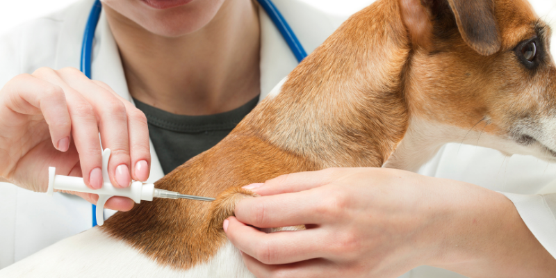 dog, vaccinations, summer pet safety, pet health, pet safety, summer pet safety tips, summer pets, summer pet dangers, summer pet hazards, Animal Emergency & Referral Center of Minnesota, Twin Cities veterinary, Twin Cities emergency animal hospital, Saint Paul emergency animal hospital, Oakdale emergency animal hospital