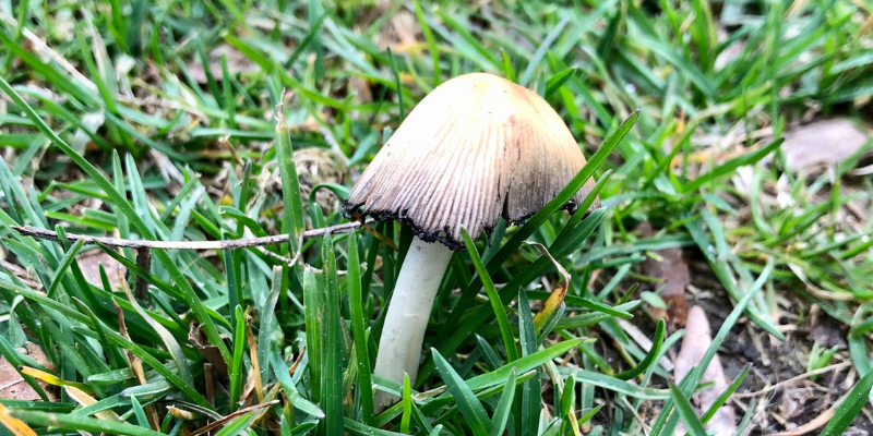 mushrooms, gardening safety for pet owners, gardening toxins for pets, pet toxins, pet toxins in the garden, pet hazards in the garden, garden safety for pets, Animal Emergency & Referral Center of Minnesota, Twin Cities emergency vet, Oakdale emergency vet, St. Paul emergency vet, spring pet toxins, spring pet hazards