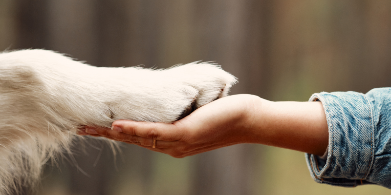 hand, paw, Zoonotic Diseases, zoonotic diseases in cats and dogs, understanding zoonotic diseases, preventing zoonotic diseases, pet owners, pet health, Animal Emergency & Referral Center of Minnesota, emergency vet, Twin Cities emergency vet, Saint Paul animal emergency hospital, Twin Cities animal emergency hospital, Oakdale animal emergency hospital, east metro animal emergency hospital