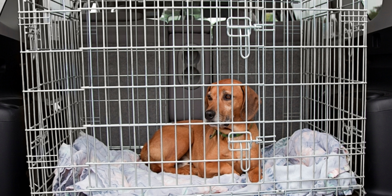 dog, car travel, kennel, summer pet safety, pet health, pet safety, summer pet safety tips, summer pets, summer pet dangers, summer pet hazards, Animal Emergency & Referral Center of Minnesota, Twin Cities veterinary, Twin Cities emergency animal hospital, Saint Paul emergency animal hospital, Oakdale emergency animal hospital