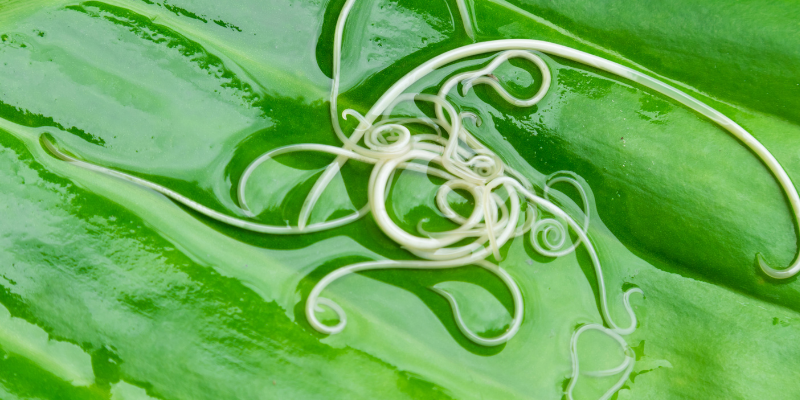 roundworms, Zoonotic Diseases, zoonotic diseases in cats and dogs, understanding zoonotic diseases, preventing zoonotic diseases, pet owners, pet health, Animal Emergency & Referral Center of Minnesota, emergency vet, Twin Cities emergency vet, Saint Paul animal emergency hospital, Twin Cities animal emergency hospital, Oakdale animal emergency hospital, east metro animal emergency hospital