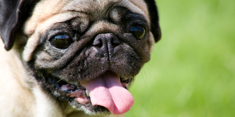 pug, summer, panting, summer pet safety, pet health, pet safety, summer pet safety tips, summer pets, summer pet dangers, summer pet hazards, Animal Emergency & Referral Center of Minnesota, Twin Cities veterinary, Twin Cities emergency animal hospital, Saint Paul emergency animal hospital, Oakdale emergency animal hospital