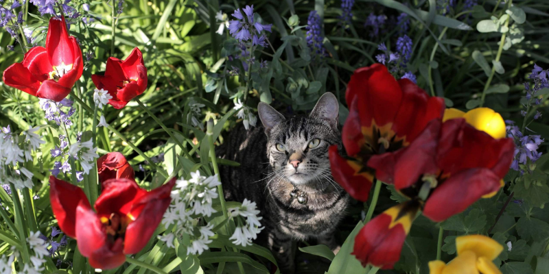 cat, flowers, gardening safety for pet owners, gardening toxins for pets, pet toxins, pet toxins in the garden, pet hazards in the garden, garden safety for pets, Animal Emergency & Referral Center of Minnesota, Twin Cities emergency vet, Oakdale emergency vet, St. Paul emergency vet, spring pet toxins, spring pet hazards
